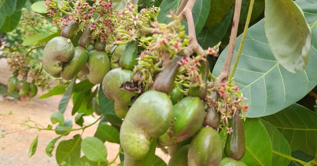 Cambodia Targetting Ambitious Processed Cashew And Export Growth B2B