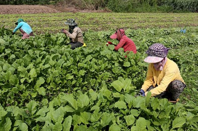 Organic Food in Cambodia - B2B CAMBODiA